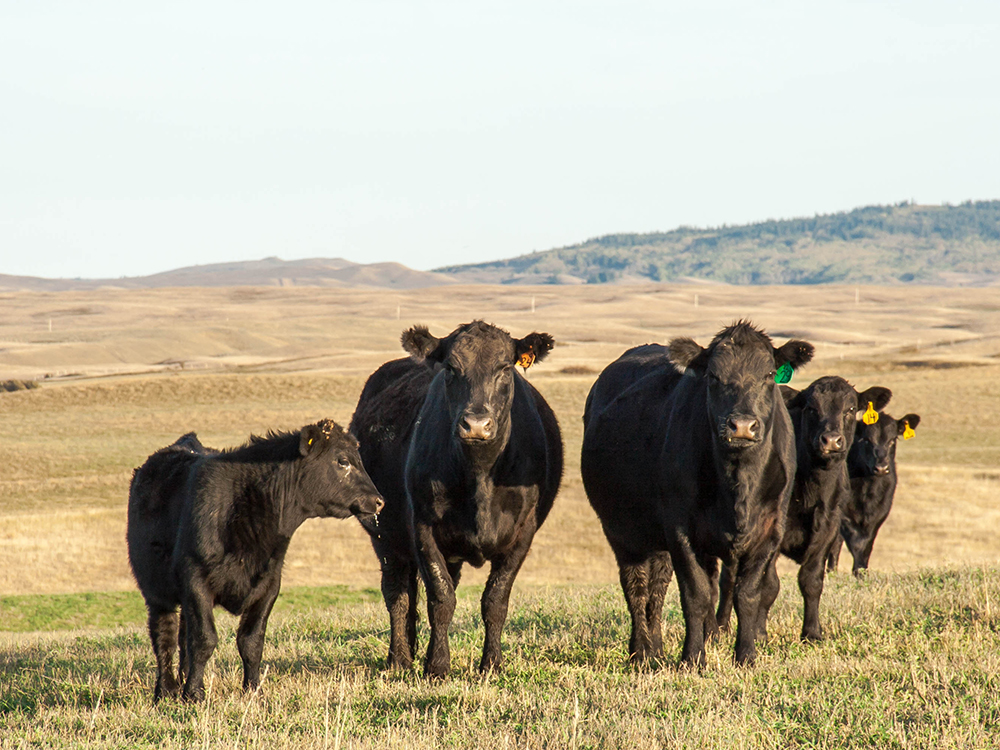 zuid-amerikaans grasgevoerd vlees van Aberdeen Angus runderen die grazen op Argentijnse Pampa's