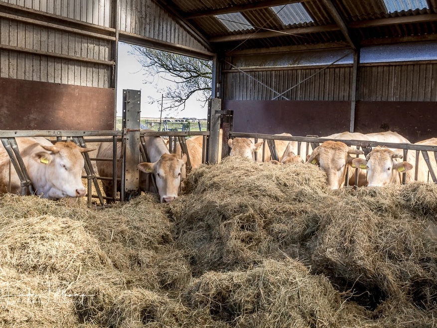 Ontdek of Nederlandse grasgevoerde runderen het hele jaar buiten grazen en wat dit betekent voor grasgevoerd vlees