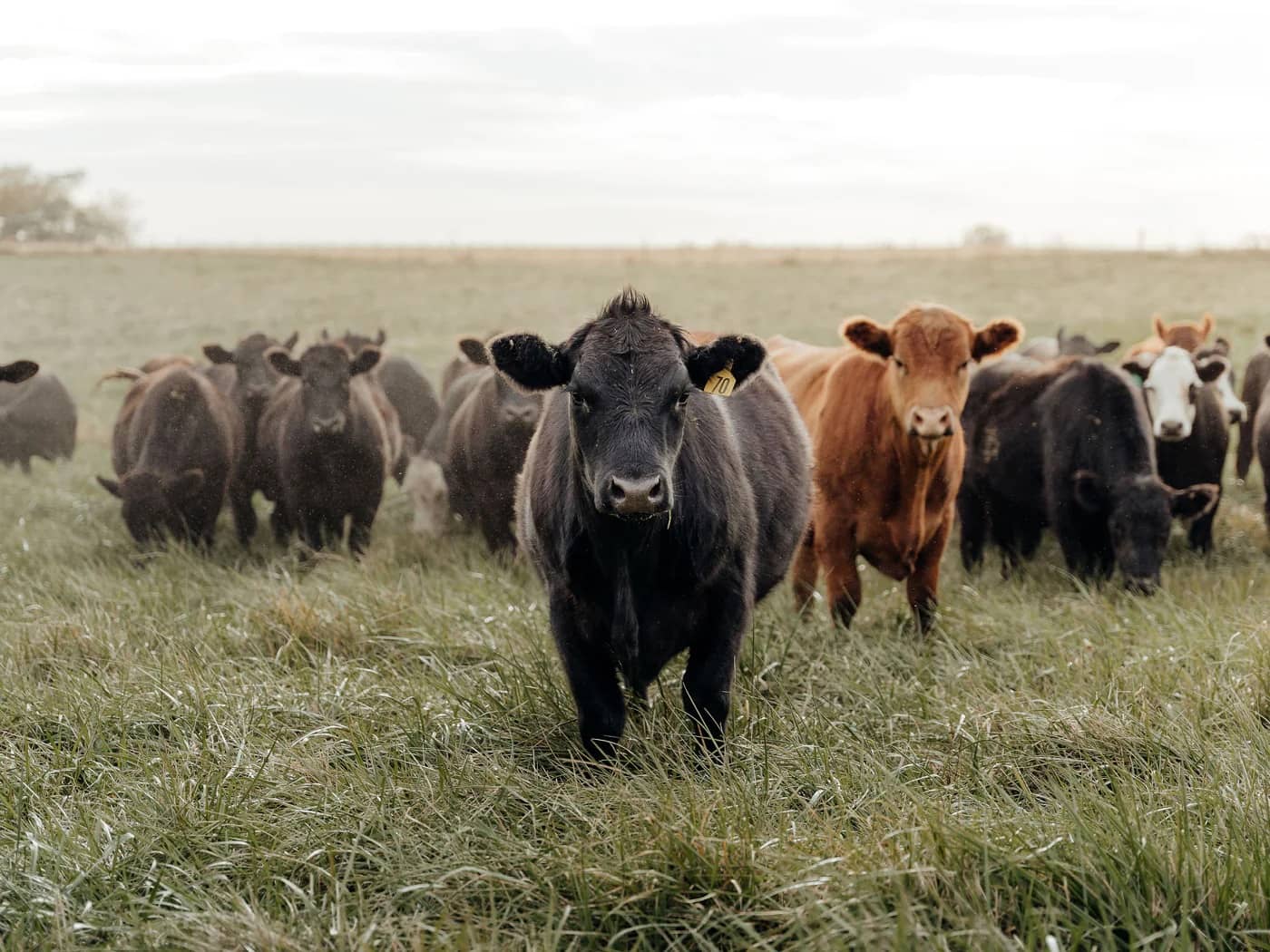 Grasgevoerd vlees koeien van het Angus ras